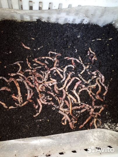 Черви Дендробена