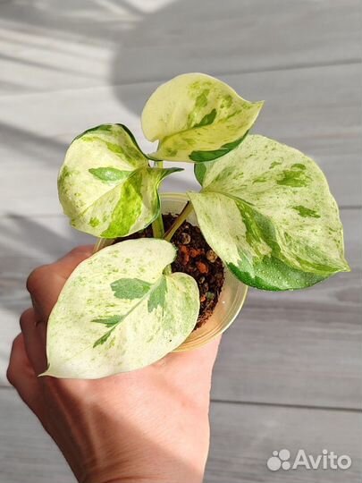 Эпипремнум Марбл Эппл (Marble Apple)