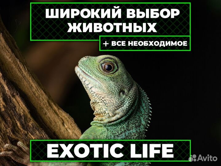 Водяная агама