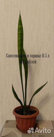 Комнатные цветы