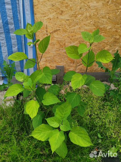 Гортензия древовидная