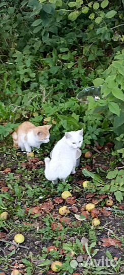 Котята в добрые руки