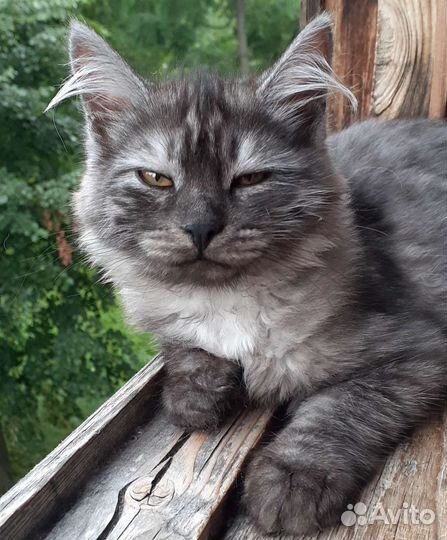 Кошки