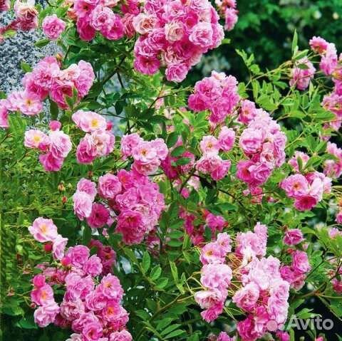 Саженцы роз плетистых