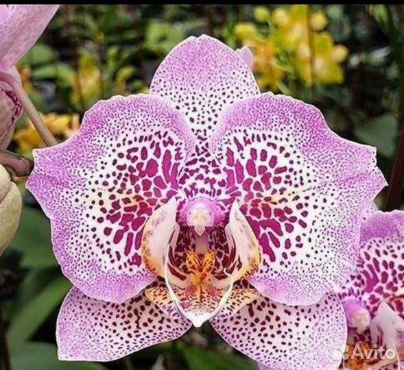 Орхидея Сого Даймонд бабочка