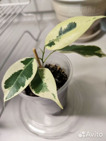 Фикус бенджамина пестролистный