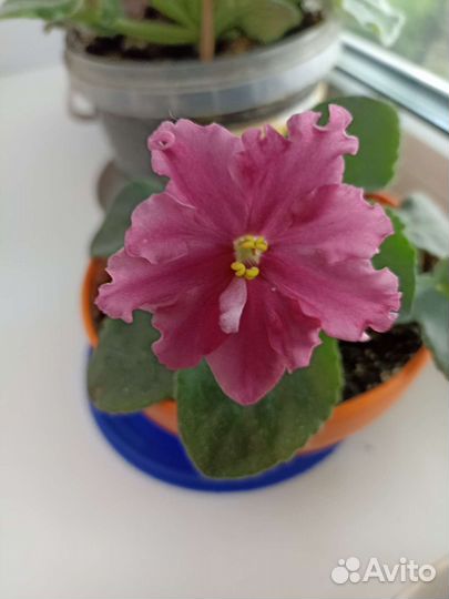 Глоксиния цветущая, фиалки