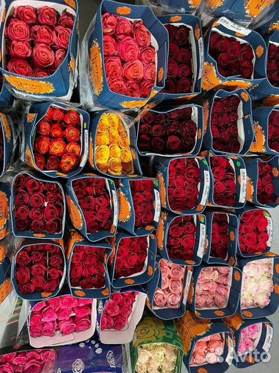 Цветы с доставкой 24/7 розы 60см. Крупный бутон