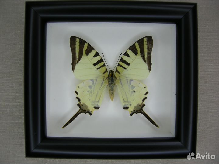 Бабочка в рамке - Graphium antiphates