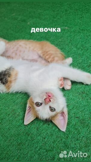 Котята в добрые руки