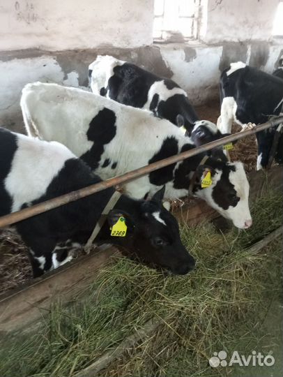 Телята бычки