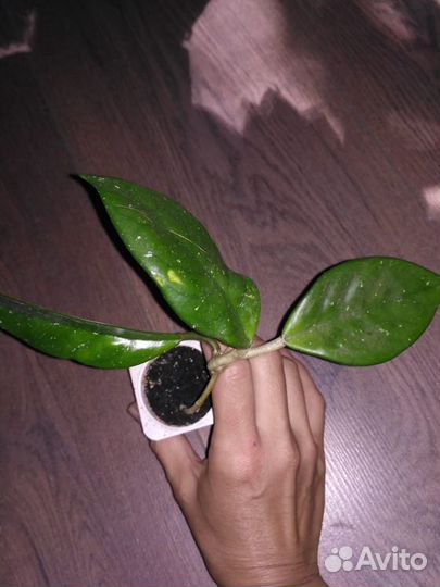 Хойя цветущая