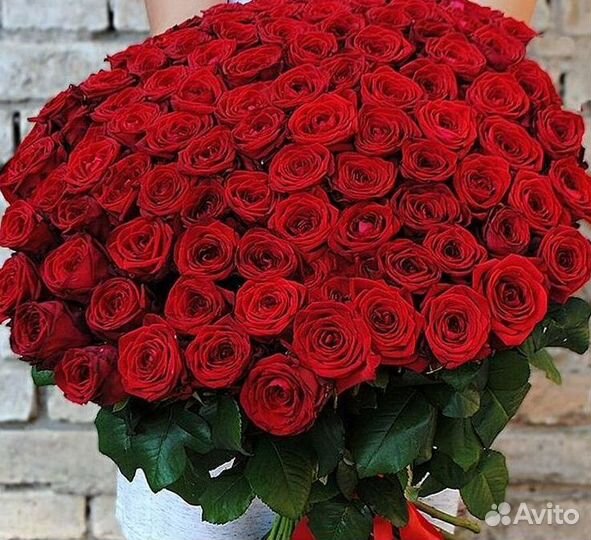 Высокие розы Гигантские розы 110