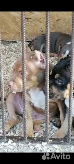 Американский булли покет/стандарт/XL