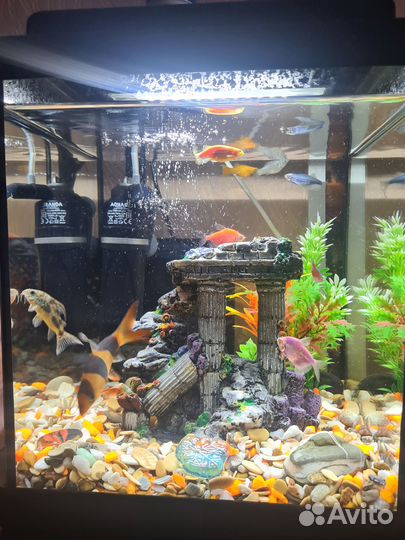 Аквариумные рыбки