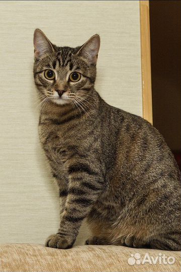 Кошка в добрые руки
