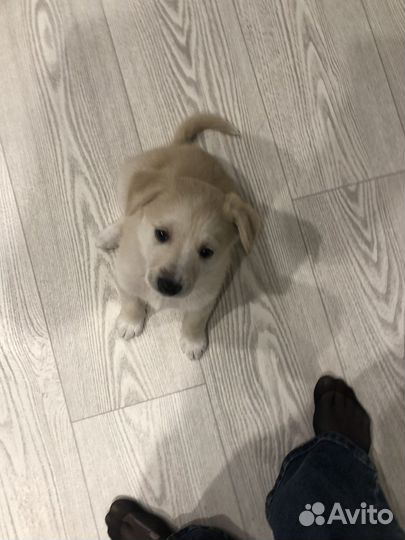 Щенки лабрадора метис