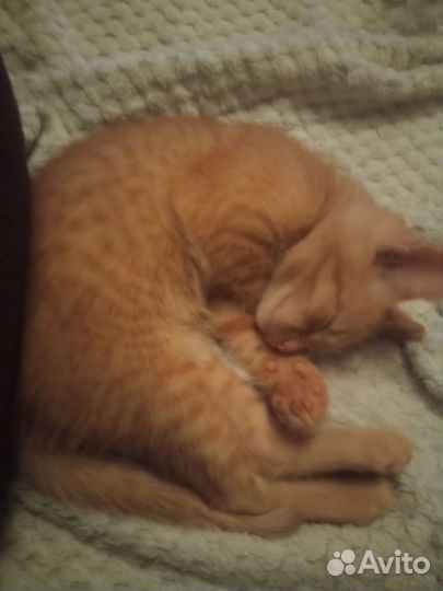Рыжий котенок