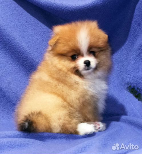 Щенки Шпица