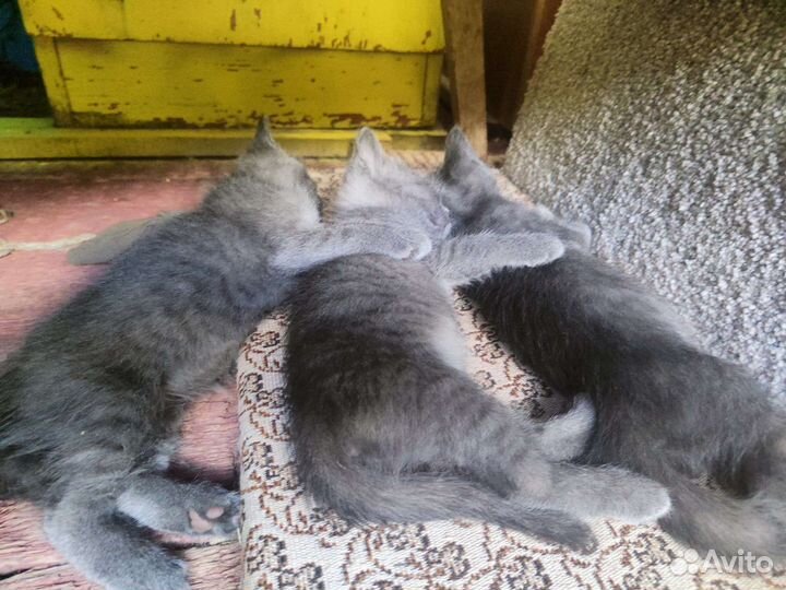 4 сыночка и лапочка дочка