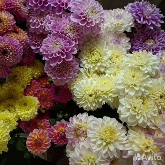 Цветы с грядки на 1 сентября и для украшения дома