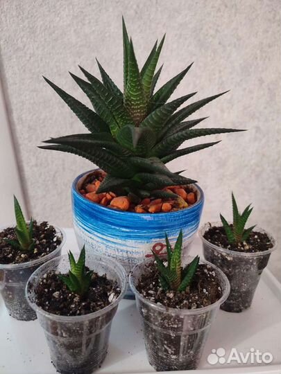 Суккуленты микс