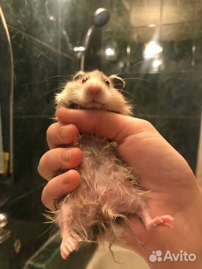 Передержка попугаев, грызунов, кроликов, шиншилл