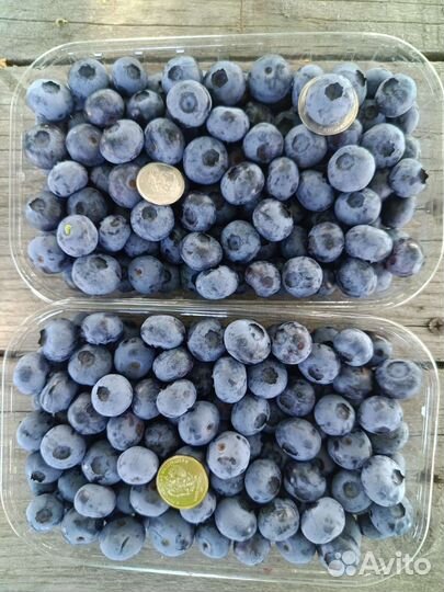 Голубика ягоды