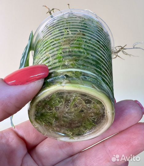 Сциндапсус mayari