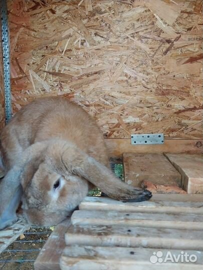 Кролики породы французский баран