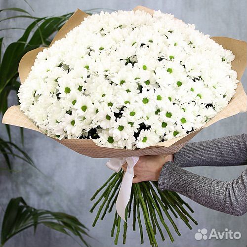 Белая Эквадорская Хризантема