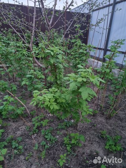 Малина ранняя, сладкая вкусная