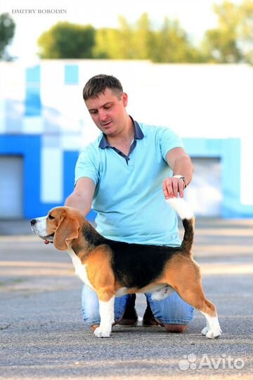 Щенки Бигль РКФ