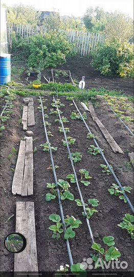 Капельный полив для теплиц