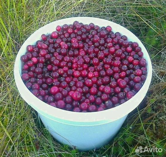 Клюква свежая
