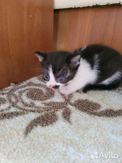 Отдам бесплатно в добрые руки