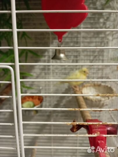 Кенара и канарейки