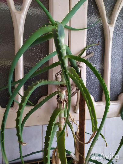 Алоэ столетник