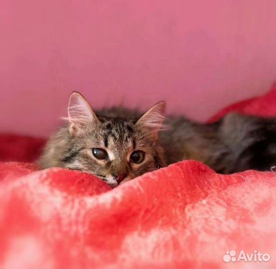 Кошечка в добрые руки