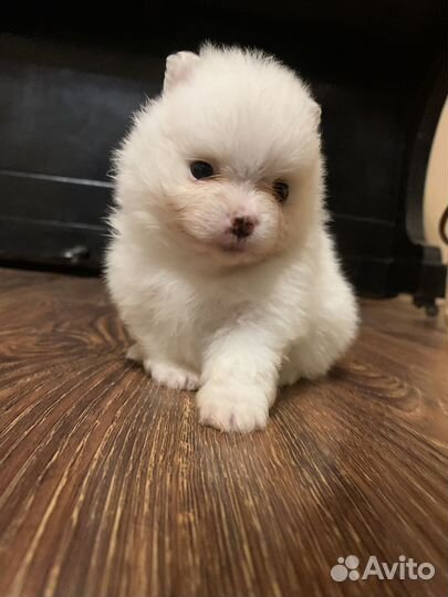 Щенки шпица