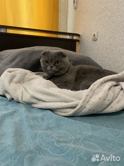 Британский вислоухий кот продам