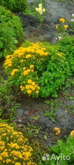 Хризантемы мультифлора куст