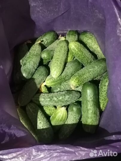 Огурцы свежие