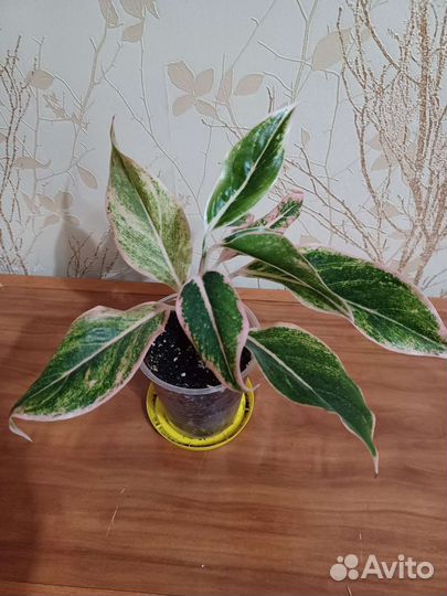 Аглонема, диффенбахии