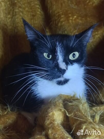 Стеша - красавица