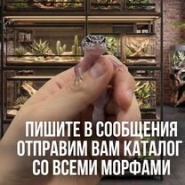 Эублефар с террариумом и полным комплектом, Москва
