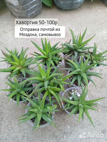 Комнатные растения цветы