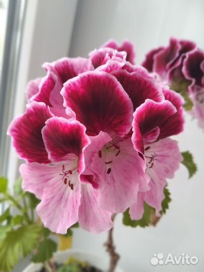 Королевская пеларгония бронь