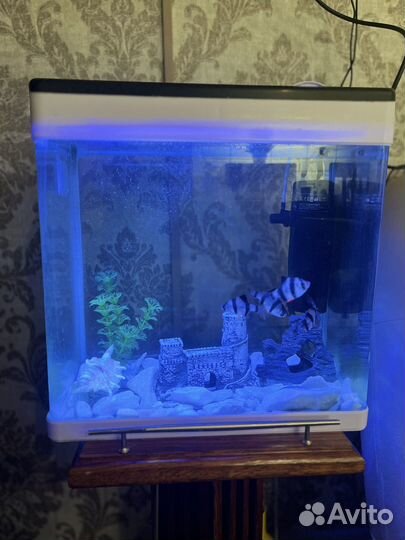 Аквариум