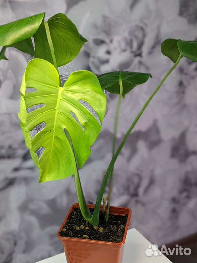 Фикусы, алоказия, монстера, филодендрон